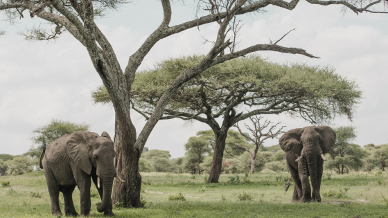 KENIA Y TANZANIA